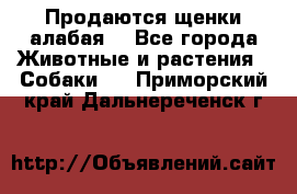 Продаются щенки алабая  - Все города Животные и растения » Собаки   . Приморский край,Дальнереченск г.